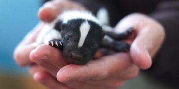 Welcome to the Funky Nursery: 14 Baby Skunks Born at Colorado Zoo